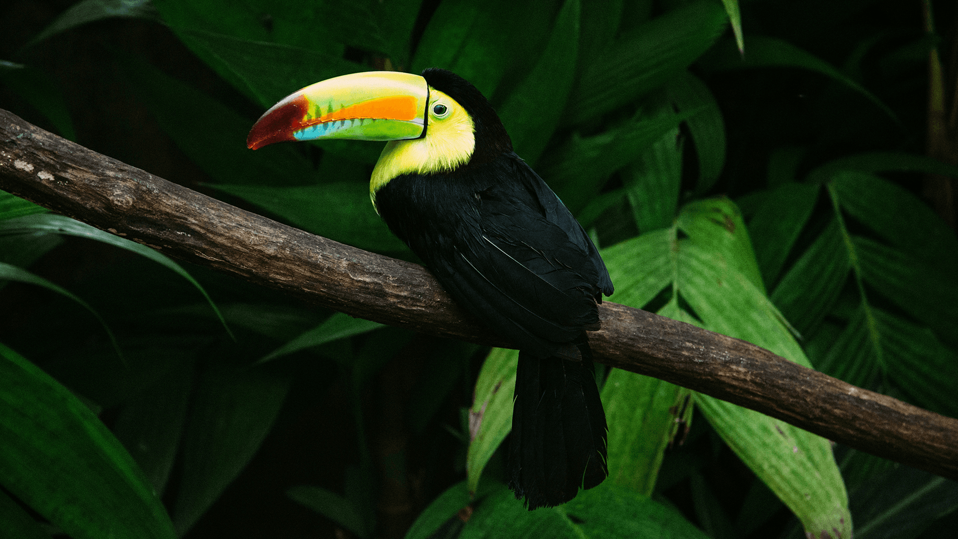 A toucan perched on a branch surrounded by green foliage.