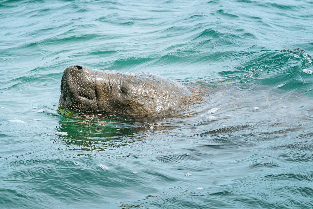 A manatee surfaces in calm, clear water.