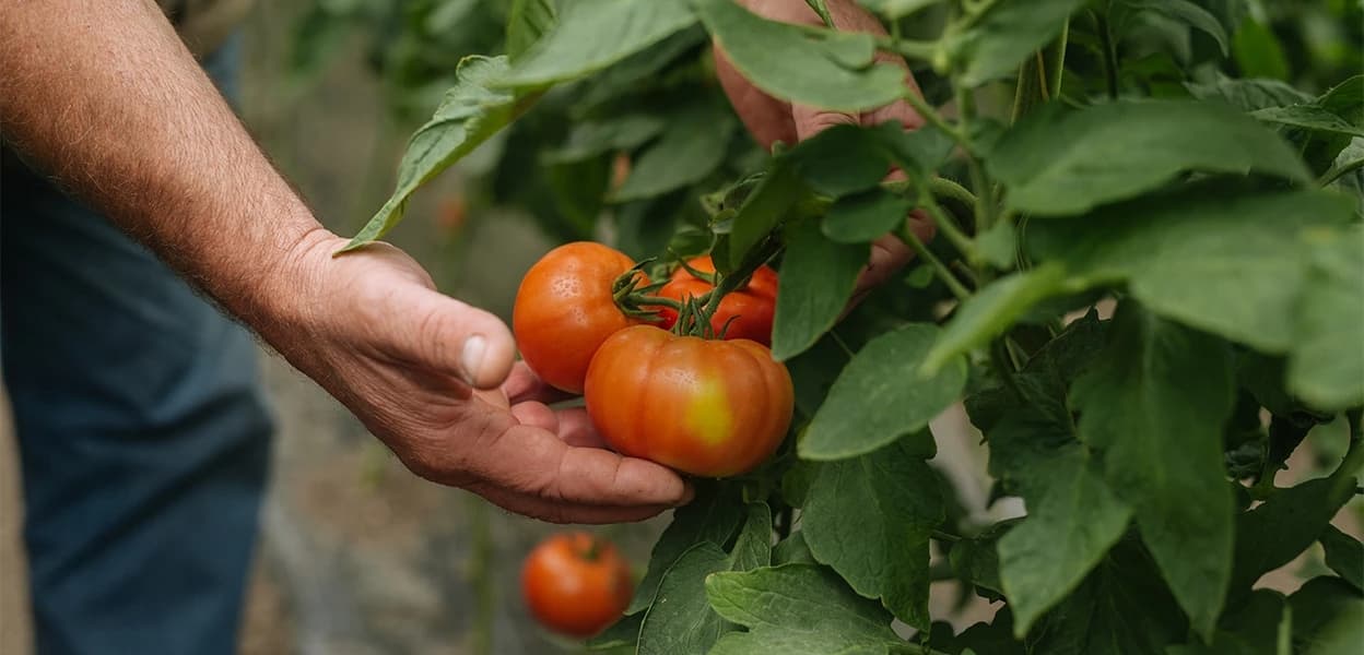 A hand reaches for ripe tomatoes on a plant.